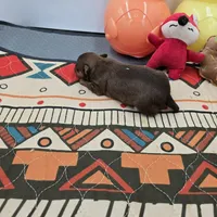 Dixie’s female full AKC , a female Chihuahua for sale in Cullowhee, NC – Photo 5 of 10