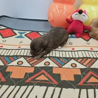 Dixie’s female full AKC , a female Chihuahua for sale in Cullowhee, NC – Photo 9 of 10