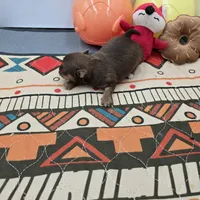 Dixie’s female full AKC , a female Chihuahua for sale in Cullowhee, NC – Photo 7 of 10