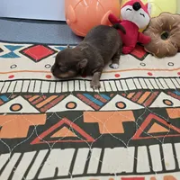 Dixie’s female full AKC , a female Chihuahua for sale in Cullowhee, NC – Photo 8 of 10