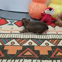 Dixie’s female full AKC , a female Chihuahua for sale in Cullowhee, NC – Photo 10 of 10