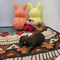 Dixie’s female full AKC , a female Chihuahua for sale in Cullowhee, NC – Photo 4 of 10