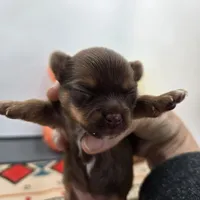 Dixie’s female full AKC , a female Chihuahua for sale in Cullowhee, NC – Photo 2 of 10