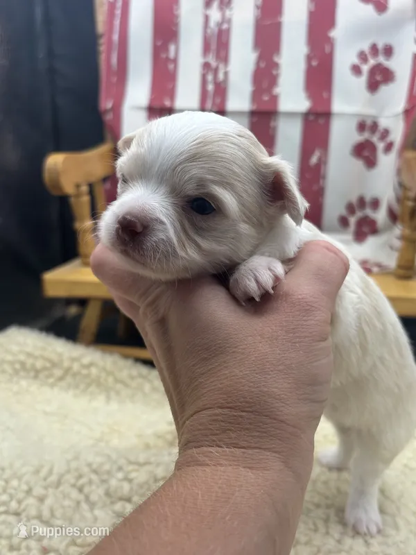 Male creme full AKC  – Chihuahua puppy for sale in Cullowhee, NC