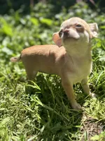 Bitsy AKC  teacup , a female Chihuahua for sale in Cullowhee, NC – 10 of 10