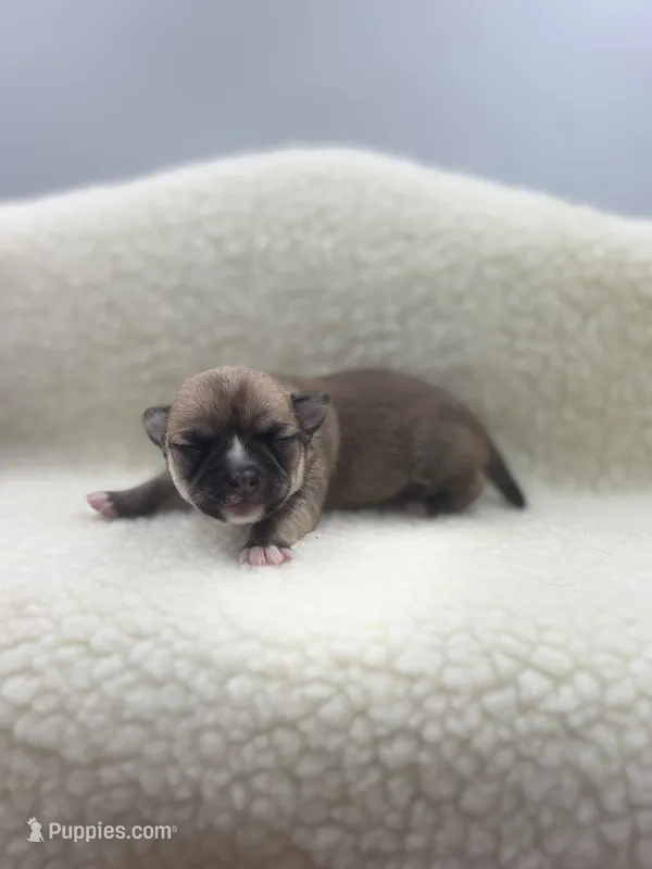 Full AKC Summer Female2 – Chihuahua puppy for sale in Cullowhee, NC