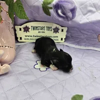 Full Akc Prim's black and white female, a female Chihuahua for sale in Cullowhee, NC – 3 of 10