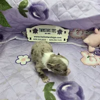 Juliettes Chocolate girl full Akc long coat, a female Chihuahua for sale in Cullowhee, NC – 8 of 10