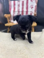Janice black n white LC female , a female Chihuahua for sale in Cullowhee, NC – 7 of 10