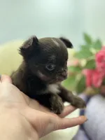 Full AKC Juliette Male # 3, a male Chihuahua for sale in Cullowhee, NC – 2 of 10