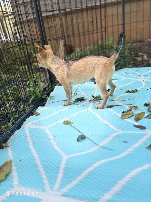 Full AKC Summer Male 2 – Chihuahua puppy for sale in Cullowhee, NC