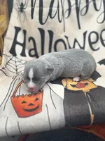 Panda female 1 full AKC , a female Chihuahua for sale in Cullowhee, NC – 8 of 10