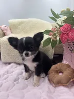 Rosie show prospect , a female Chihuahua for sale in Cullowhee, NC – 9 of 10