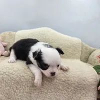 Kitkat Full Akc Champion sire male, a male Chihuahua for sale in Cullowhee, NC – 5 of 10
