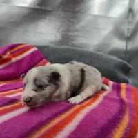 Farrah's Blue Merle Female Full AkC, a female Shetland Sheepdog for sale in Cullowhee, NC – 3 of 10