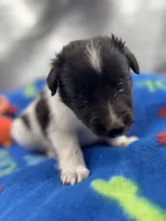 Lucy male #2 full AKC , a male Shetland Sheepdog for sale in Cullowhee, NC – 5 of 10