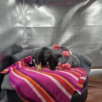 Full AKC Wendy , a female Chihuahua for sale in Cullowhee, NC – 7 of 10