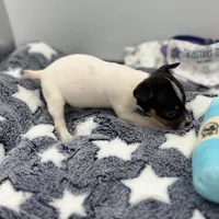 Small female full AKC, a female Toy Fox Terrier for sale in Cullowhee, NC – Photo 4 of 10