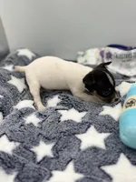 Small female full AKC, a female Toy Fox Terrier for sale in Cullowhee, NC – Photo 4 of 10