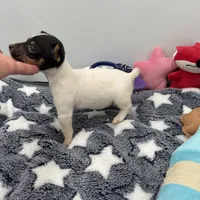 Small female full AKC, a female Toy Fox Terrier for sale in Cullowhee, NC – Photo 7 of 10