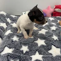 Small female full AKC, a female Toy Fox Terrier for sale in Cullowhee, NC – Photo 8 of 10