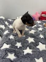 Small female full AKC, a female Toy Fox Terrier for sale in Cullowhee, NC – Photo 8 of 10