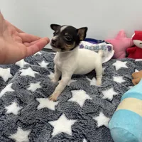 Small female full AKC, a female Toy Fox Terrier for sale in Cullowhee, NC – Photo 5 of 10