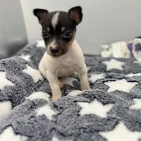 Small female full AKC, a female Toy Fox Terrier for sale in Cullowhee, NC – Photo 1 of 10