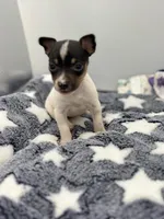 Small female full AKC, a female Toy Fox Terrier for sale in Cullowhee, NC – Photo 1 of 10