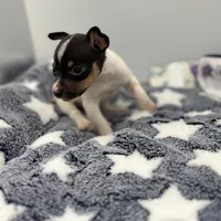 Small female full AKC, a female Toy Fox Terrier for sale in Cullowhee, NC – Photo 3 of 10