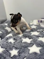 Small female full AKC, a female Toy Fox Terrier for sale in Cullowhee, NC – Photo 3 of 10