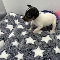 Small female full AKC, a female Toy Fox Terrier for sale in Cullowhee, NC – Photo 6 of 10