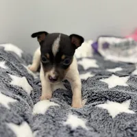 Small female full AKC, a female Toy Fox Terrier for sale in Cullowhee, NC – Photo 2 of 10