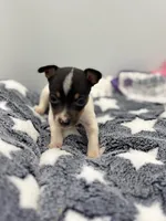 Small female full AKC, a female Toy Fox Terrier for sale in Cullowhee, NC – Photo 2 of 10