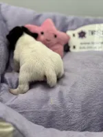 processed/16dbfd18-c7ab-4292-a994-64ff92b9ab60/listing/65602b80-7247-4fcb-a25e-d9bfecd685ec/77fed6c5-d0db-46d7-8e33-11a43e232695