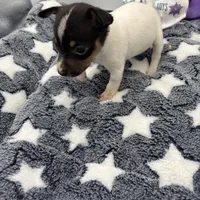 Small female full AKC, a female Toy Fox Terrier for sale in Cullowhee, NC – Photo 10 of 10