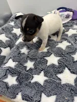 Small female full AKC, a female Toy Fox Terrier for sale in Cullowhee, NC – Photo 10 of 10