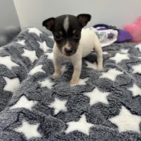 Small female full AKC, a female Toy Fox Terrier for sale in Cullowhee, NC – Photo 9 of 10