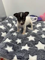 Small female full AKC, a female Toy Fox Terrier for sale in Cullowhee, NC – Photo 9 of 10