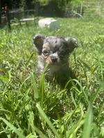 JDs Blue Merle LC Full AKC , a female Chihuahua for sale in Cullowhee, NC – 3 of 10