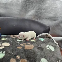 Full AKC HERMIONE Male 2, a male Chihuahua for sale in Cullowhee, NC – 2 of 10