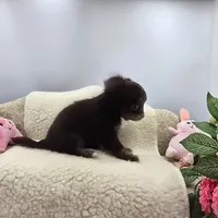 Full AKC Juliette's Chocolate Male # 3, a male Chihuahua for sale in Cullowhee, NC – 9 of 10