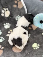 Lucy male #2 full AKC , a male Shetland Sheepdog for sale in Cullowhee, NC – 3 of 10