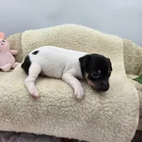 Cupcake tri female , a female Toy Fox Terrier for sale in Cullowhee, NC – 4 of 10