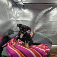 Full AKC Wendy , a female Chihuahua for sale in Cullowhee, NC – 9 of 10