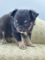 Full AKC Juliette Male # 4 , a male Chihuahua for sale in Cullowhee, NC – 5 of 10