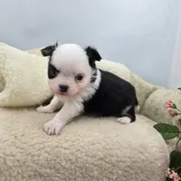 Kitkat Full Akc Champion sire male, a male Chihuahua for sale in Cullowhee, NC – 10 of 10