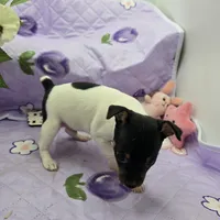 Minnie's boy full Akc, a male Toy Fox Terrier for sale in Cullowhee, NC – 3 of 10