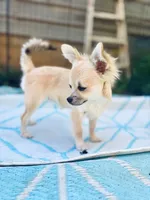 Mindy Full AKC female, a female Chihuahua for sale in Cullowhee, NC – 5 of 10