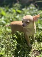 Bitsy AKC  teacup , a female Chihuahua for sale in Cullowhee, NC – 9 of 10